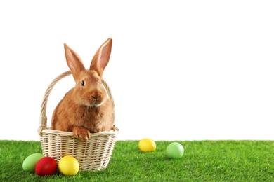 Photo of Cute bunny and Easter eggs on green grass against white background, space for text