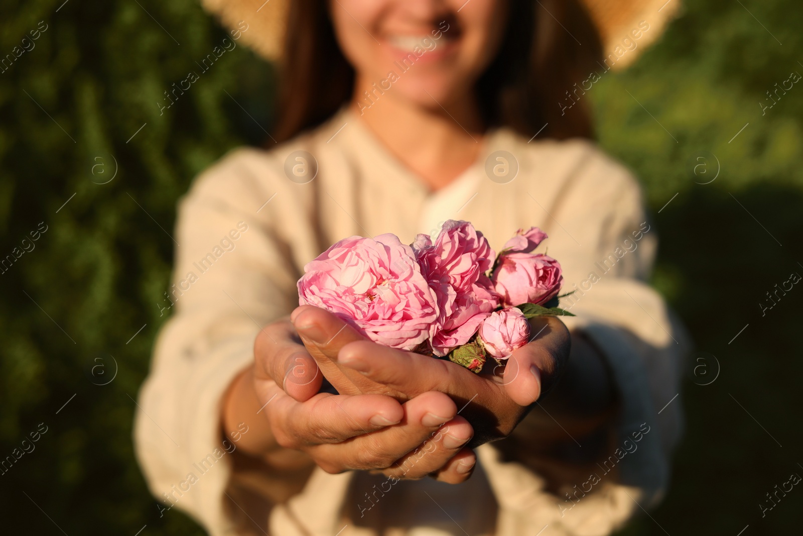 Photo of Woman holding beautiful tea roses outdoors, closeup