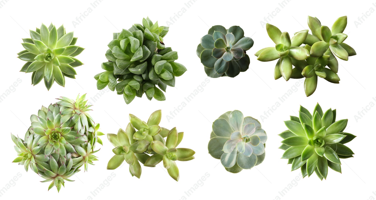 Image of Collage with different succulents on white background, top view. Banner design