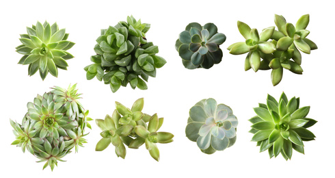 Image of Collage with different succulents on white background, top view. Banner design