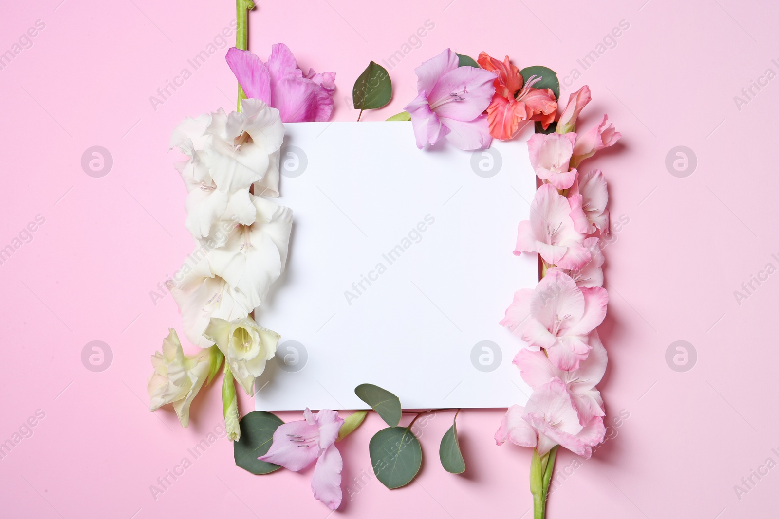 Photo of Beautiful gladiolus flowers with blank card on color background, top view