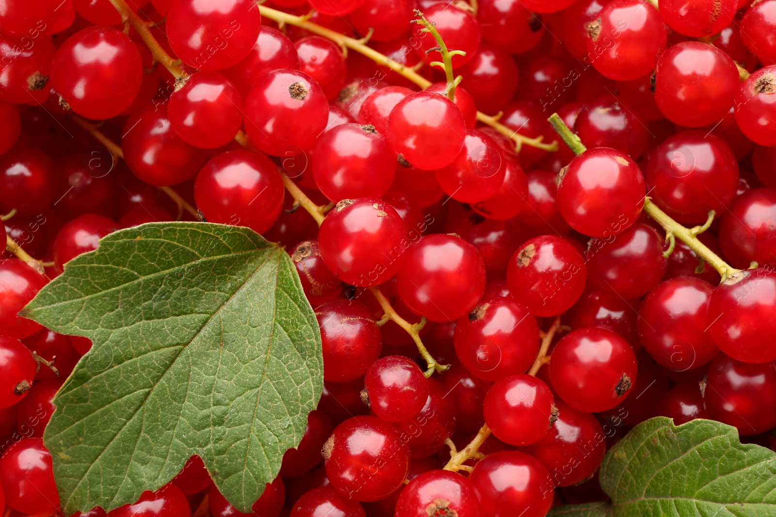 Photo of Delicious ripe red currants and green leaves as background, top view