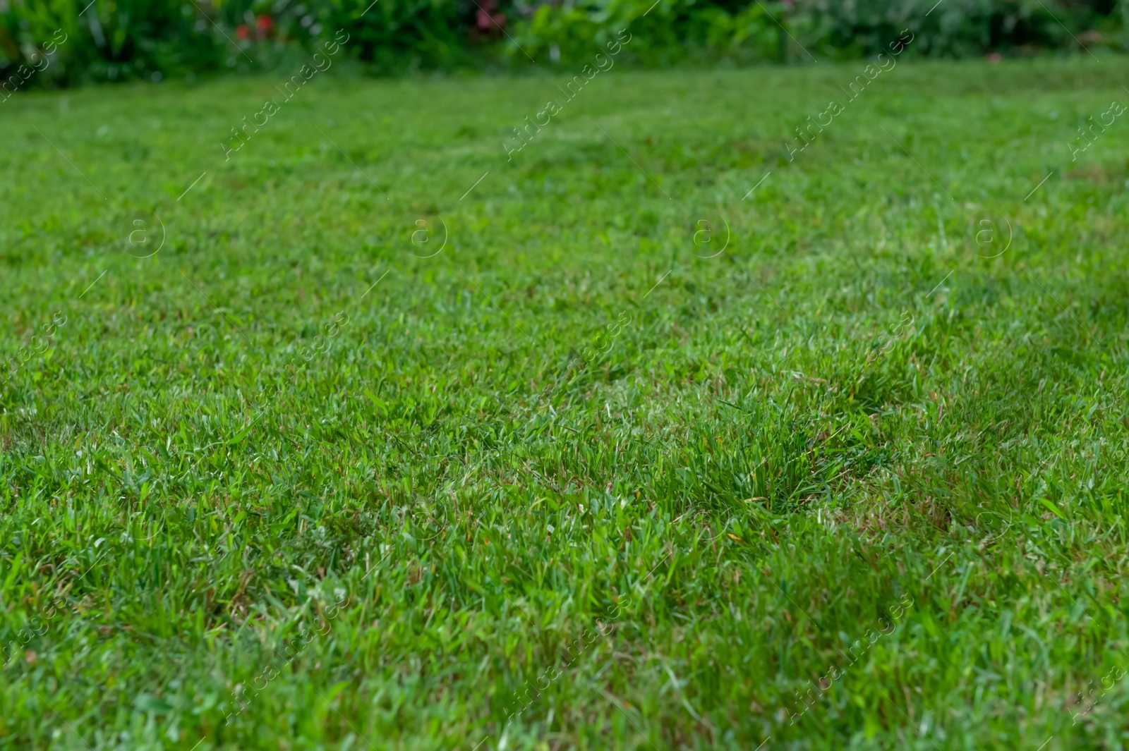 Photo of Beautiful lawn with lush green grass, closeup