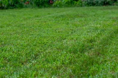 Photo of Beautiful lawn with lush green grass, closeup