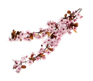 Cherry tree branches with beautiful pink blossoms isolated on white