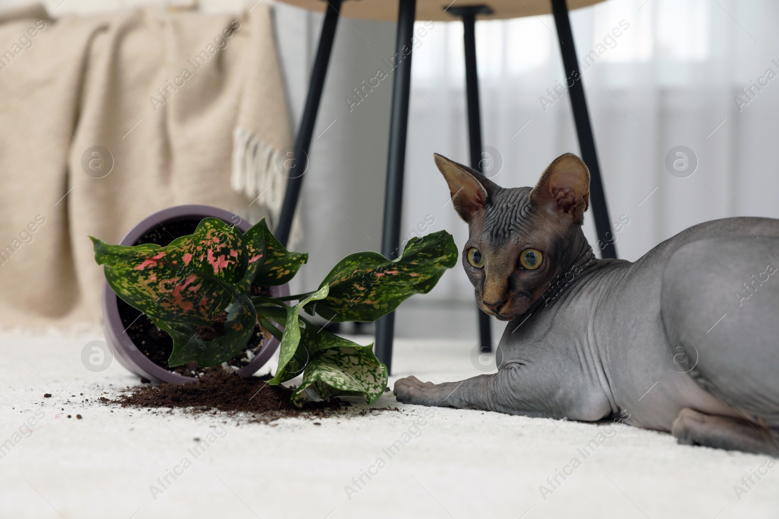 Photo of Sphynx cat near overturned houseplant on carpet at home