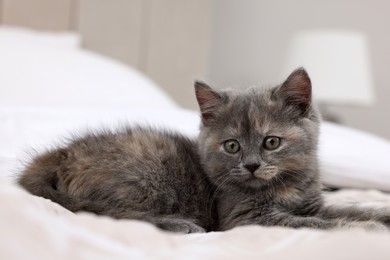 Photo of Cute fluffy kitten lying on bed indoors