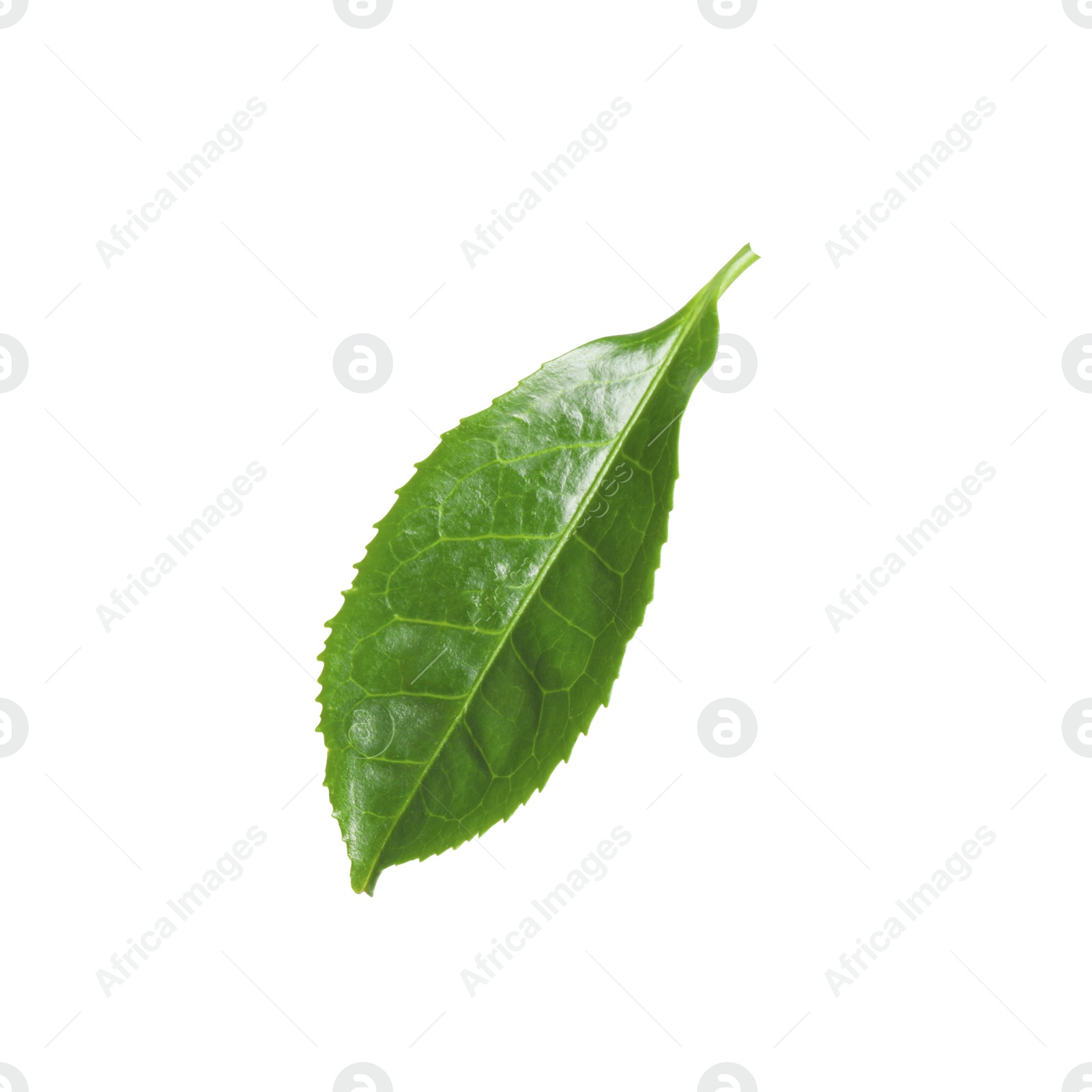 Photo of Green leaf of tea plant isolated on white