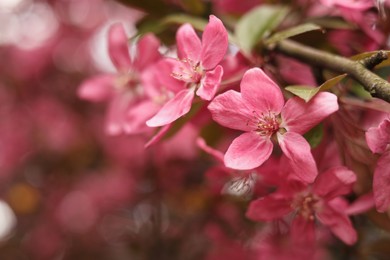 Photo of Closeup view of beautiful blossoming apple tree outdoors on spring day. Space for text