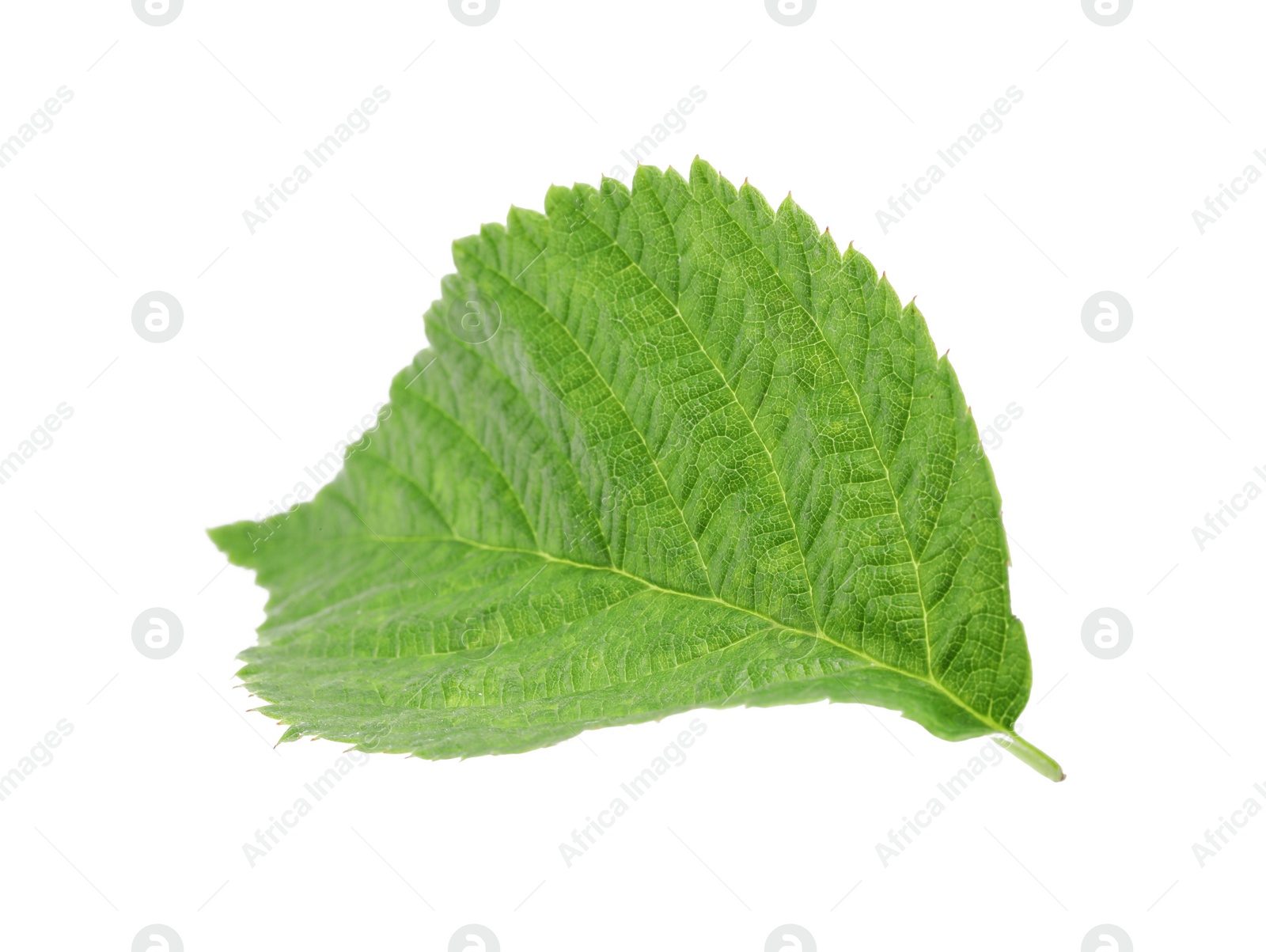 Photo of One green raspberry leaf isolated on white