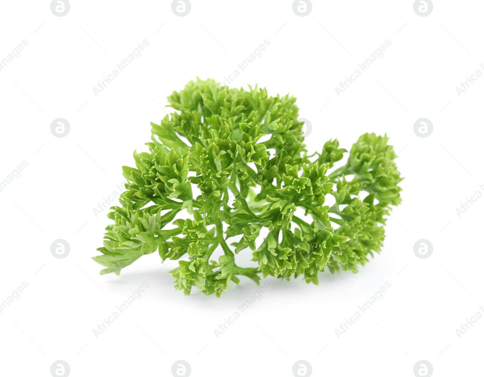 Photo of Fresh green organic parsley on white background