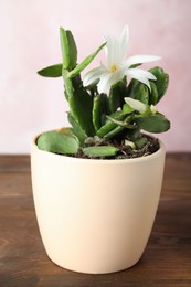 Photo of Beautiful blooming Schlumbergera (Christmas or Thanksgiving cactus) on wooden table