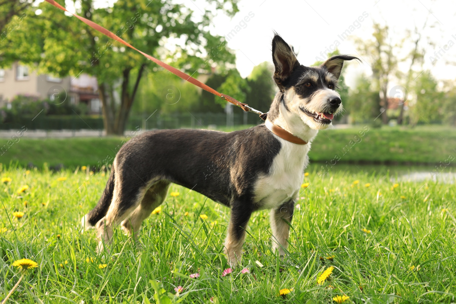 Photo of Cute dog with leash on green grass in park