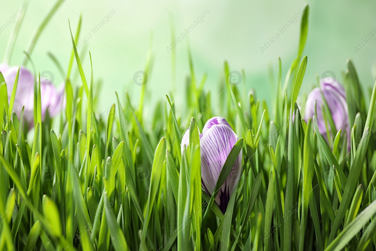 Photo of Fresh grass and crocus flowers on light green background, closeup. Spring season