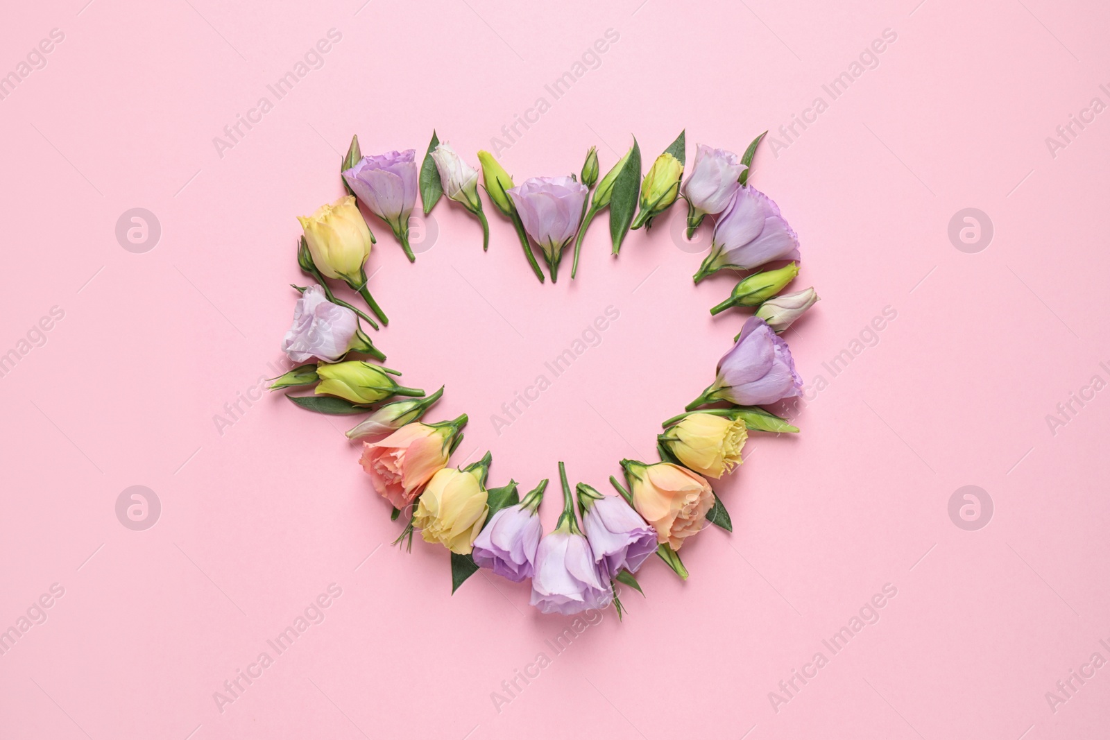 Photo of Flat lay composition with beautiful Eustoma flowers on pink background, space for text