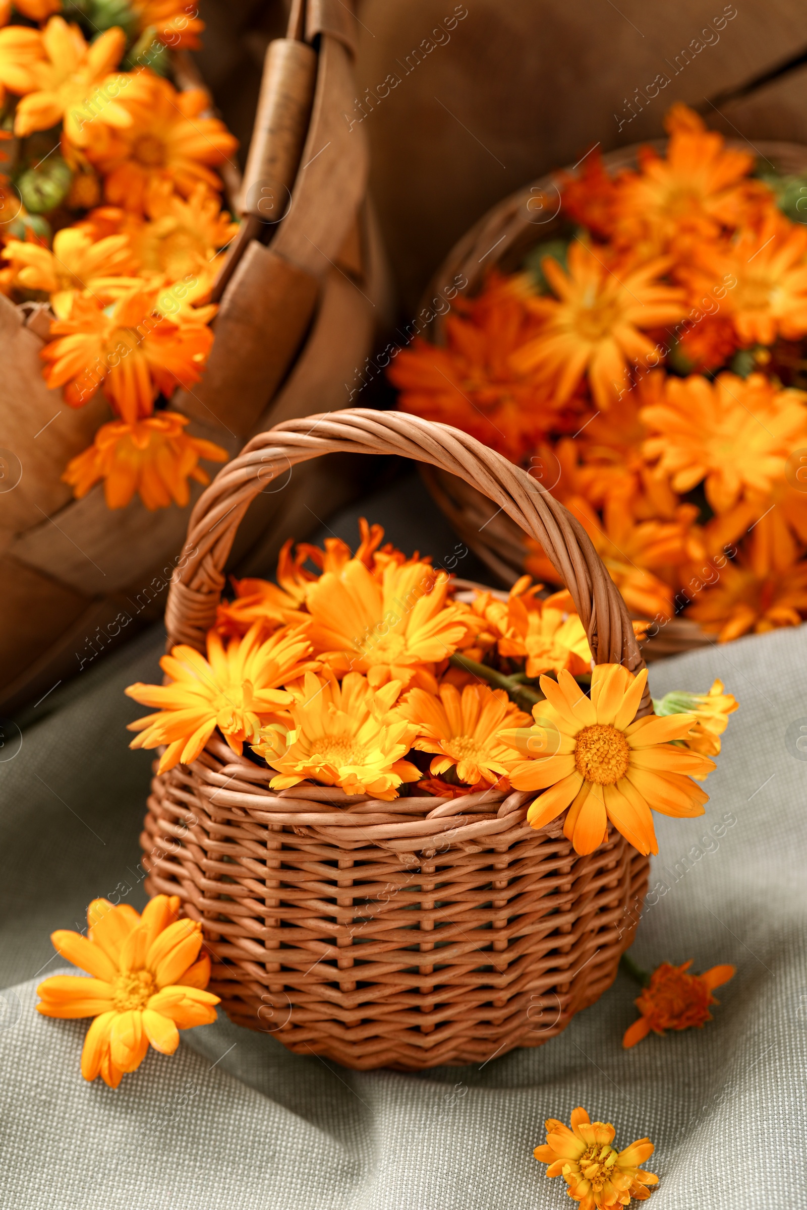 Photo of Many beautiful fresh calendula flowers on table