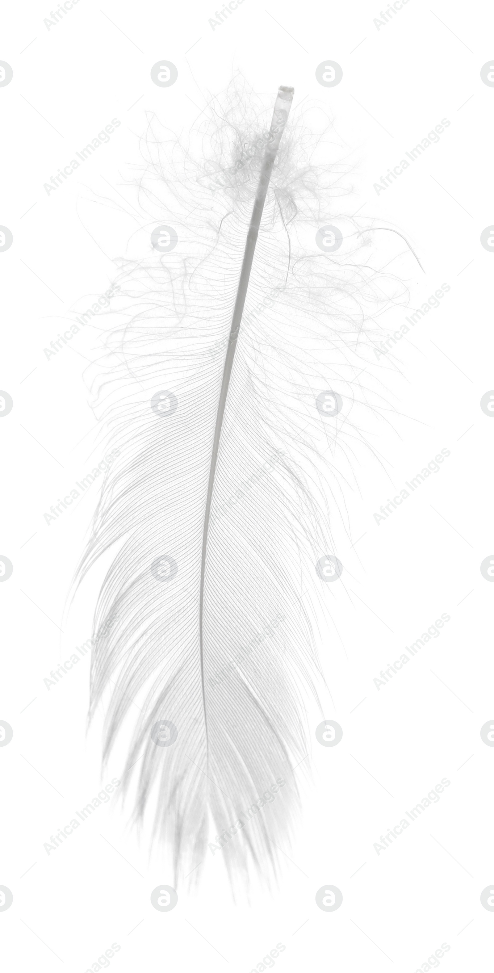 Photo of Beautiful fluffy bird feather isolated on white