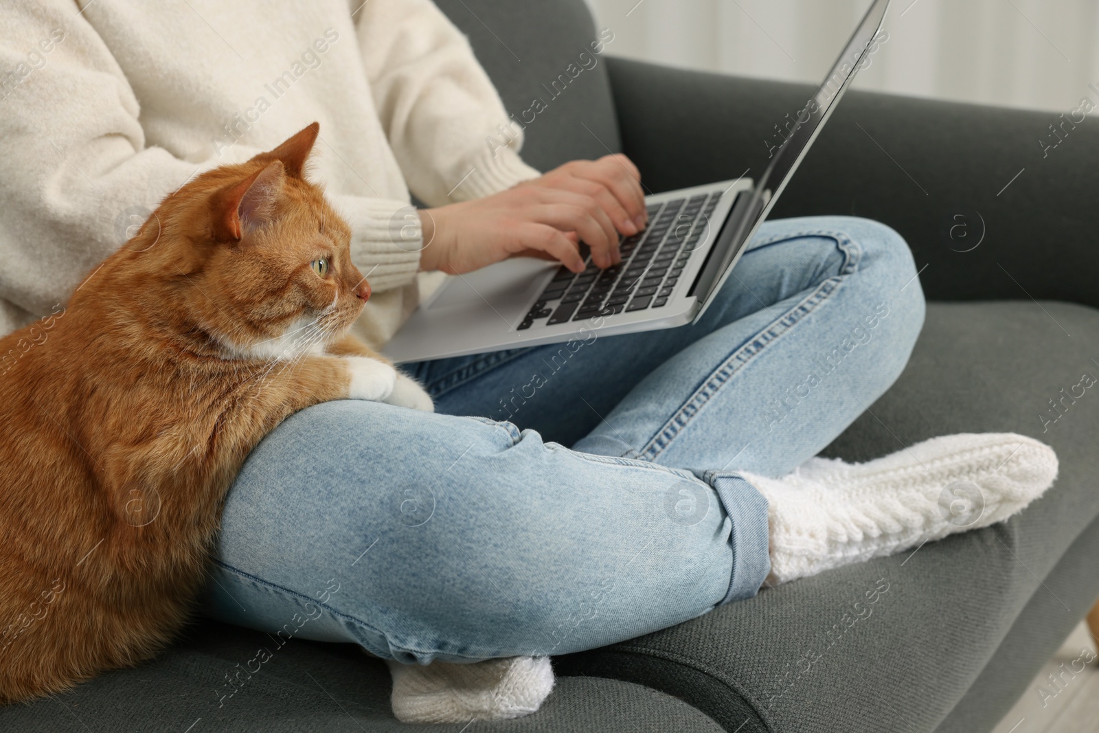 Photo of Woman working with laptop at home, closeup. Cute cat sitting on sofa near owner