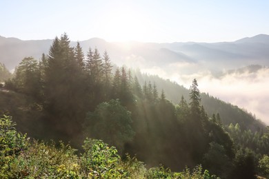 Photo of Picturesque view of forest in mountains on sunny day