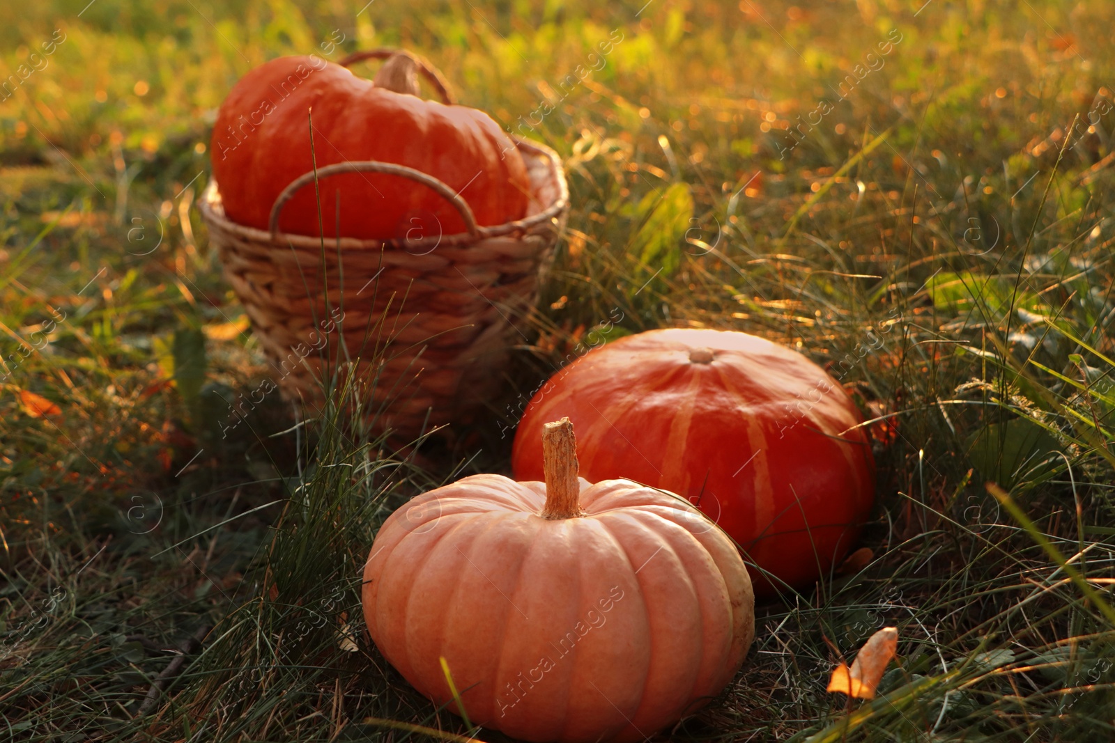 Photo of Wicker basket and whole ripe pumpkins among green grass on sunny day