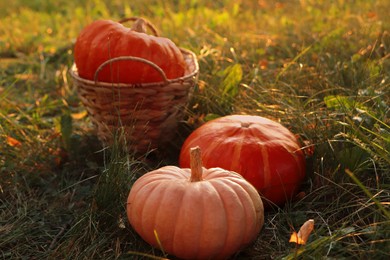 Photo of Wicker basket and whole ripe pumpkins among green grass on sunny day