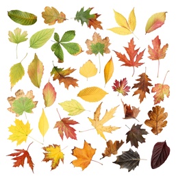 Image of Set of different autumn leaves on white background 