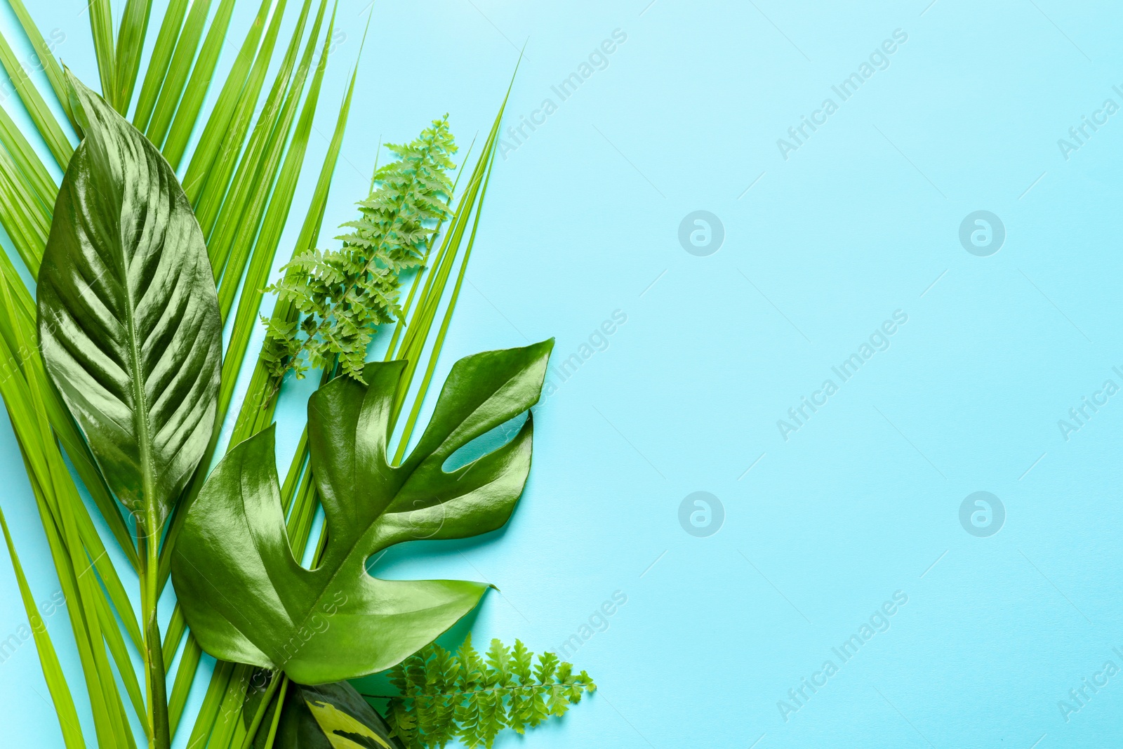 Photo of Different tropical leaves on color background, top view