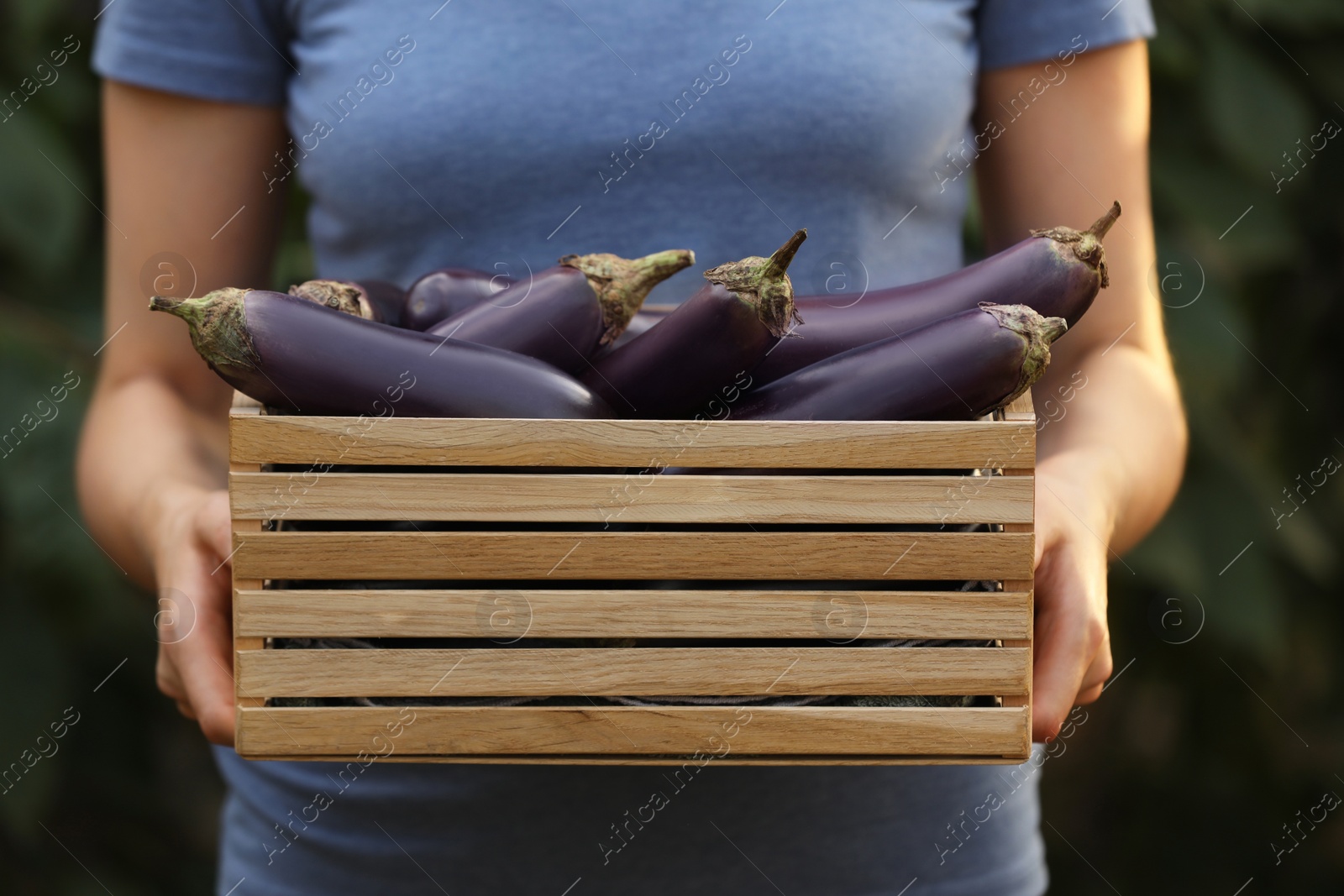Photo of Woman holding wooden crate with ripe eggplants on blurred green background, closeup