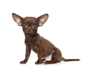 Photo of Cute small Chihuahua dog on white background
