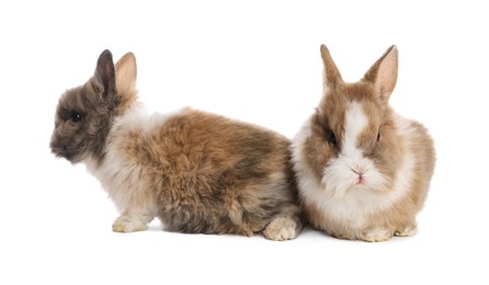 Photo of Cute fluffy pet rabbits isolated on white