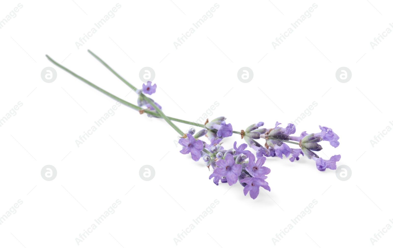 Photo of Beautiful aromatic lavender flowers isolated on white