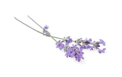Photo of Beautiful aromatic lavender flowers isolated on white