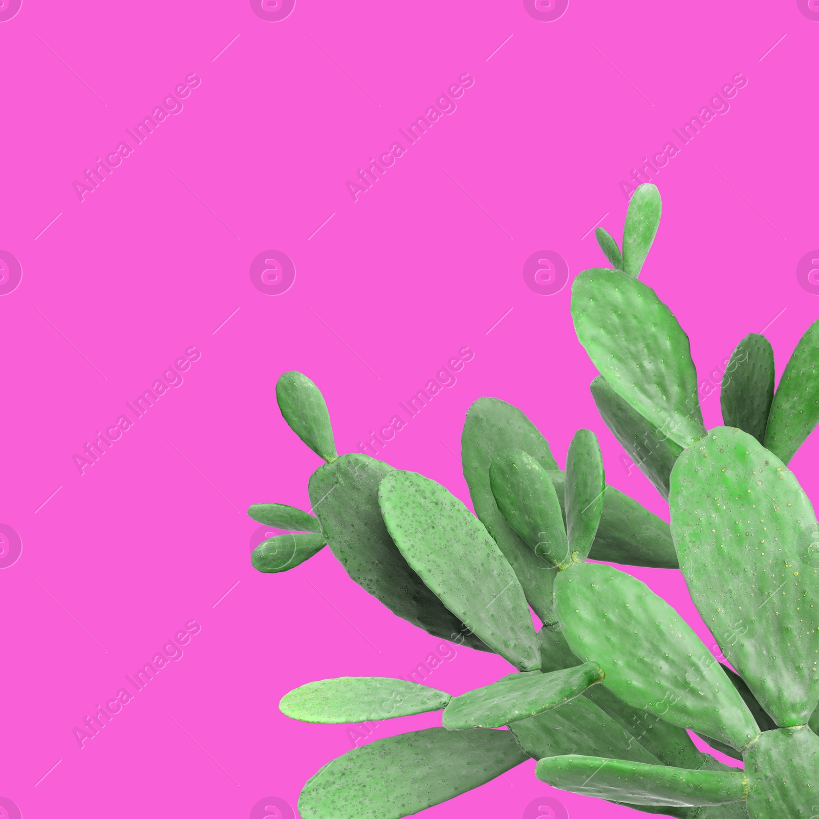 Image of Beautiful green cactus plant on hot pink background, space for text