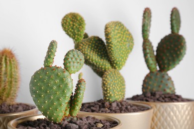 Photo of Many different beautiful cacti against white wall