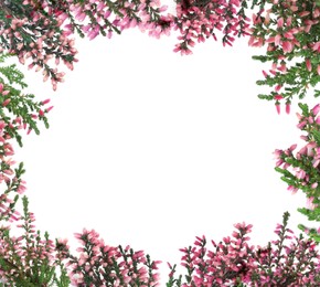 Frame of heather branches with beautiful flowers on white background, top view. Space for text