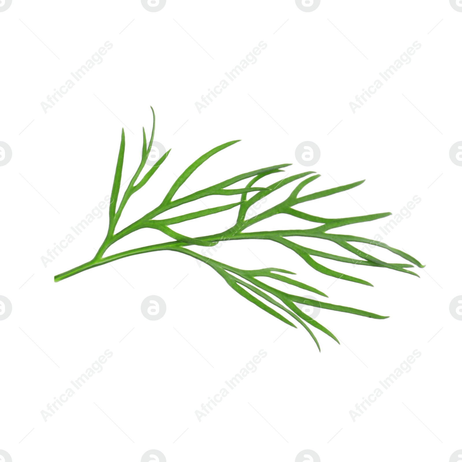 Photo of Sprig of fresh dill isolated on white