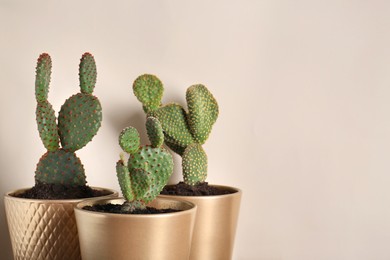 Many different beautiful cacti against beige wall, space for text