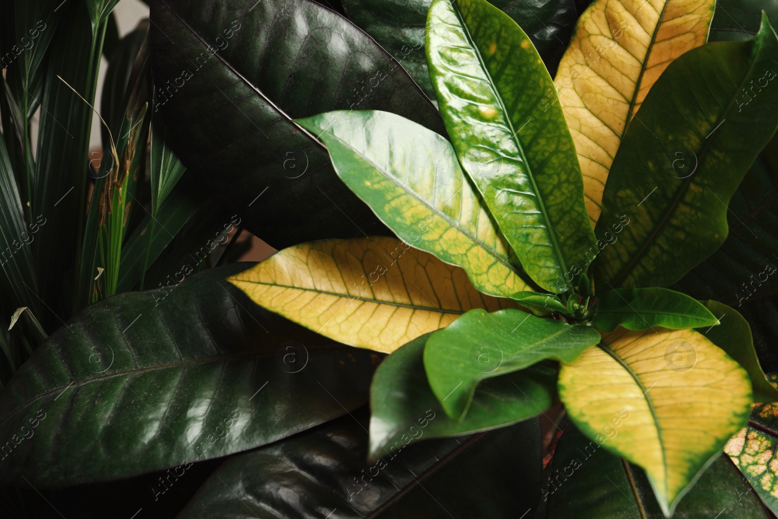 Photo of Codiaeum with lush leaves in garden. Tropical plant