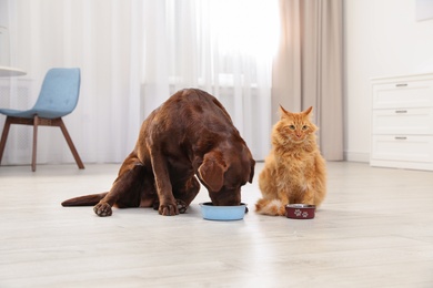 Cat and dog with feeding bowls together indoors. Fluffy friends