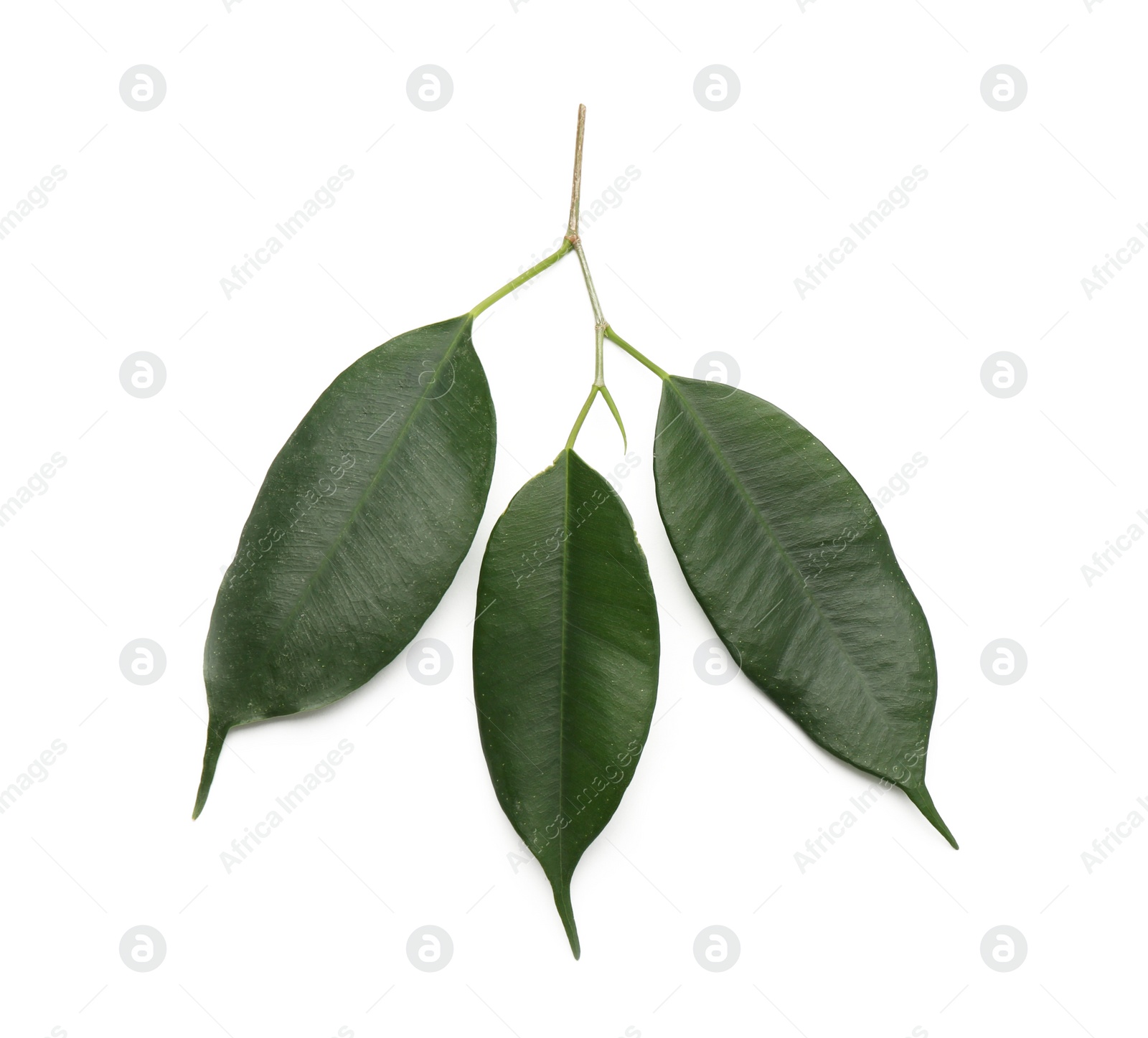 Photo of Fresh green ficus leaves on white background, top view