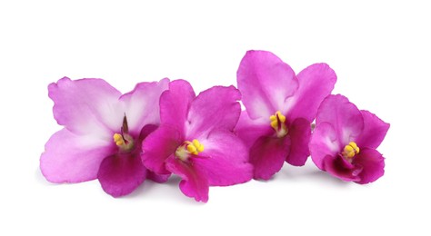 Photo of Pink violet flowers isolated on white. Delicate house plant