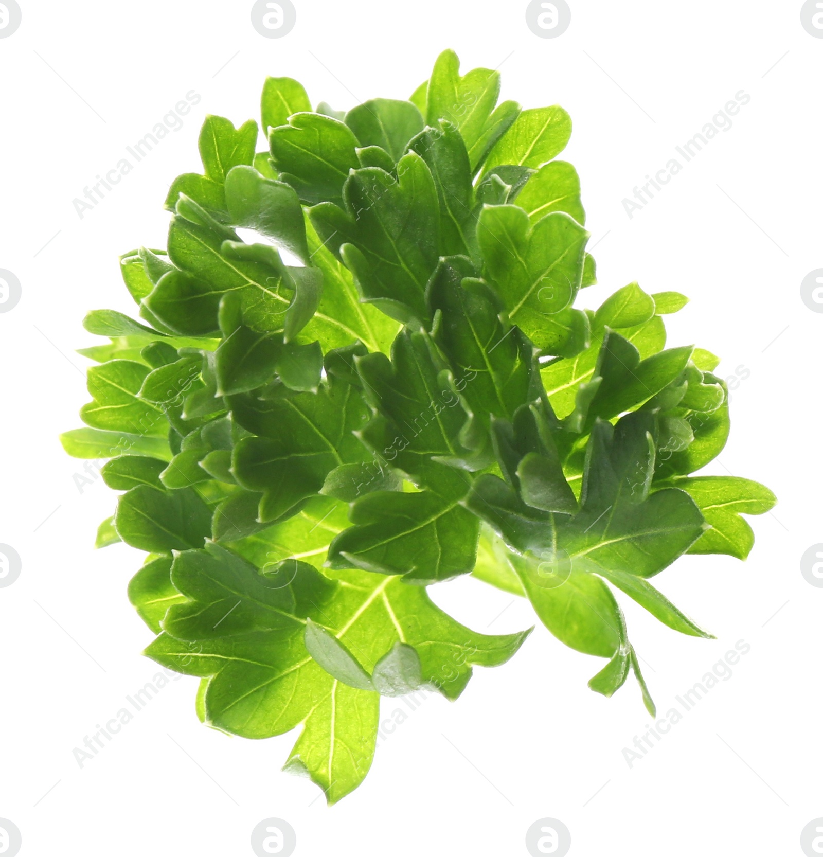 Photo of Fresh green curly parsley on white background