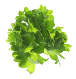 Photo of Fresh green curly parsley on white background