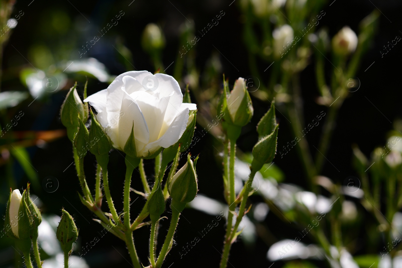 Photo of Closeup view of beautiful rose bush with white flower and buds outdoors on sunny day