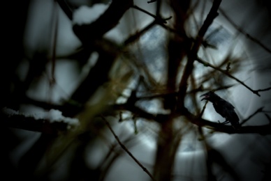 Image of Creepy black crow croaking on full moon night, view through tree branches