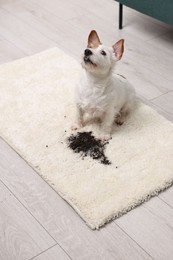 Photo of Cute dog near mud stain on rug indoors