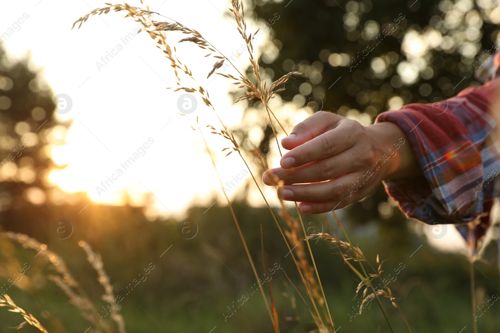 Photo of Woman walking through meadow and touching reed grass at sunset, closeup. Space for text