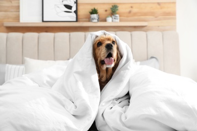 Cute English cocker spaniel covered with soft blanket on bed