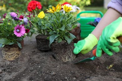 Photo of Woman in gardening gloves planting beautiful blooming flowers outdoors, closeup