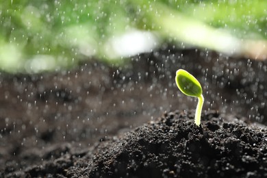 Photo of Sprinkling water on little green seedling in soil, closeup. Space for text